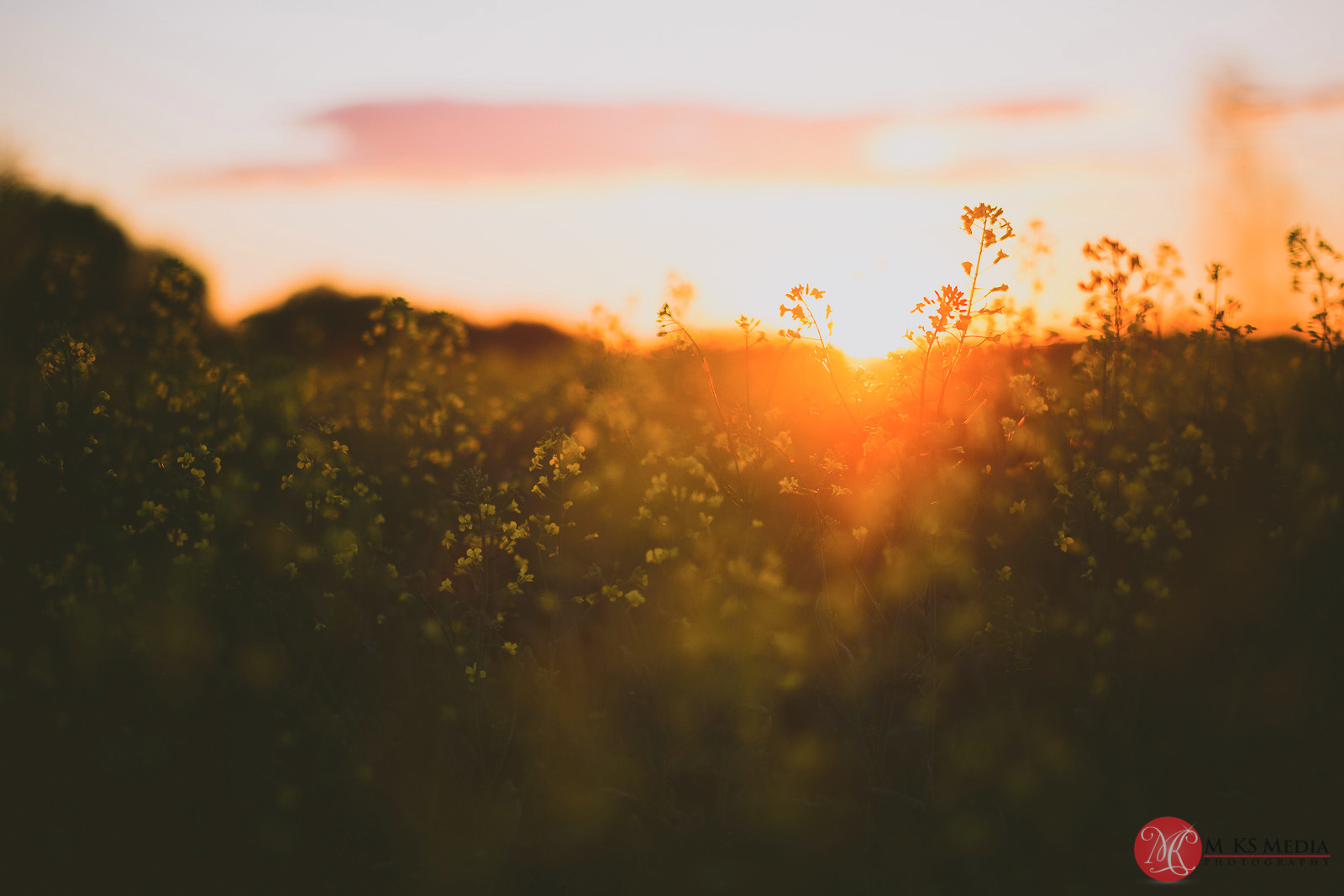 Alberta canola field sunset