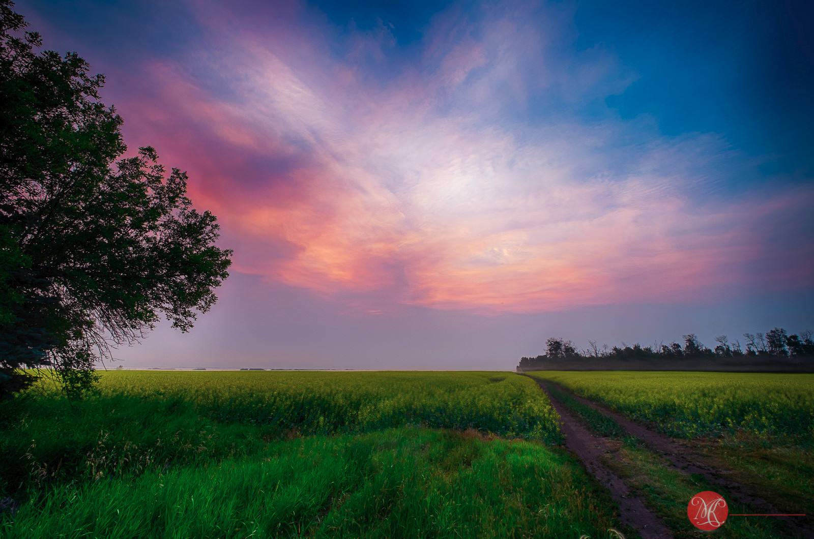 Alberta Sunrise Canola fields