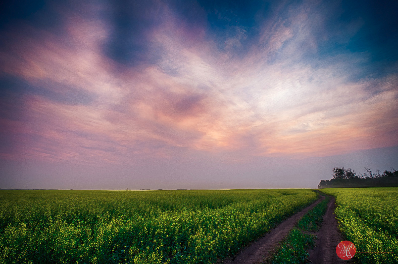 Alberta Sunrise Canola fields