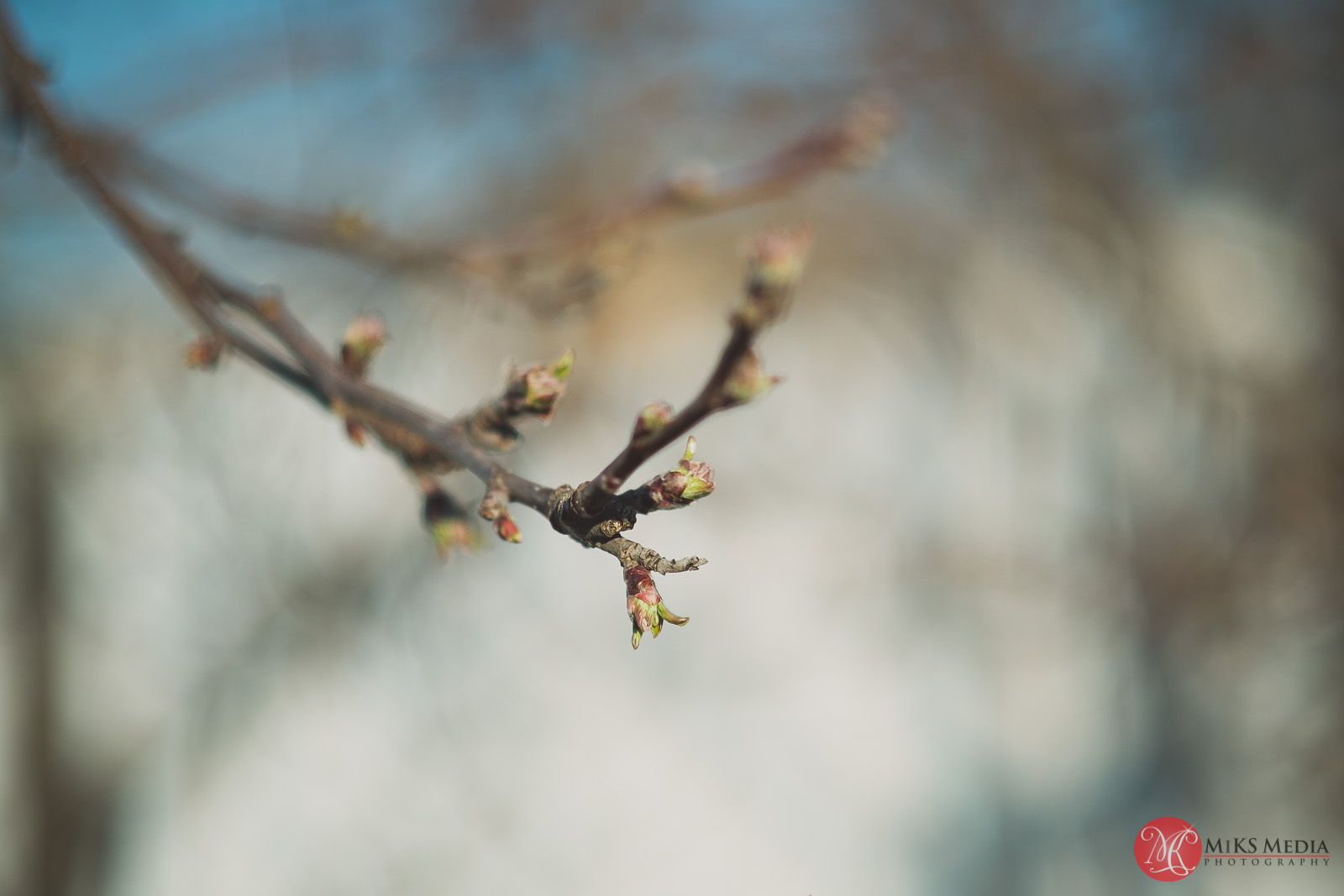 fuji,bokey,yard,spring,picknick,family,kids