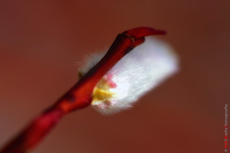 IMG_3425-Edit.jpg