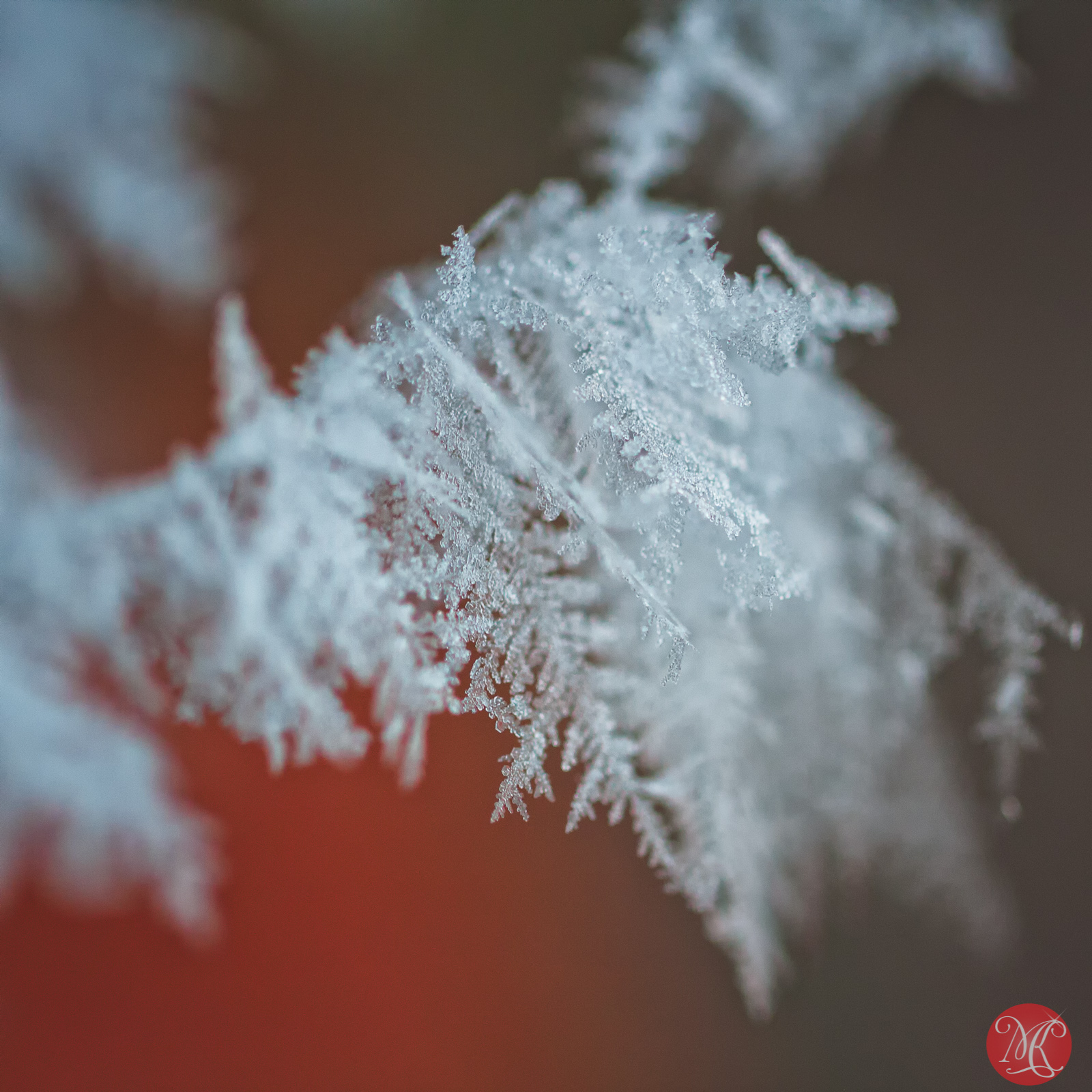 Snow and ice - Macro Photography