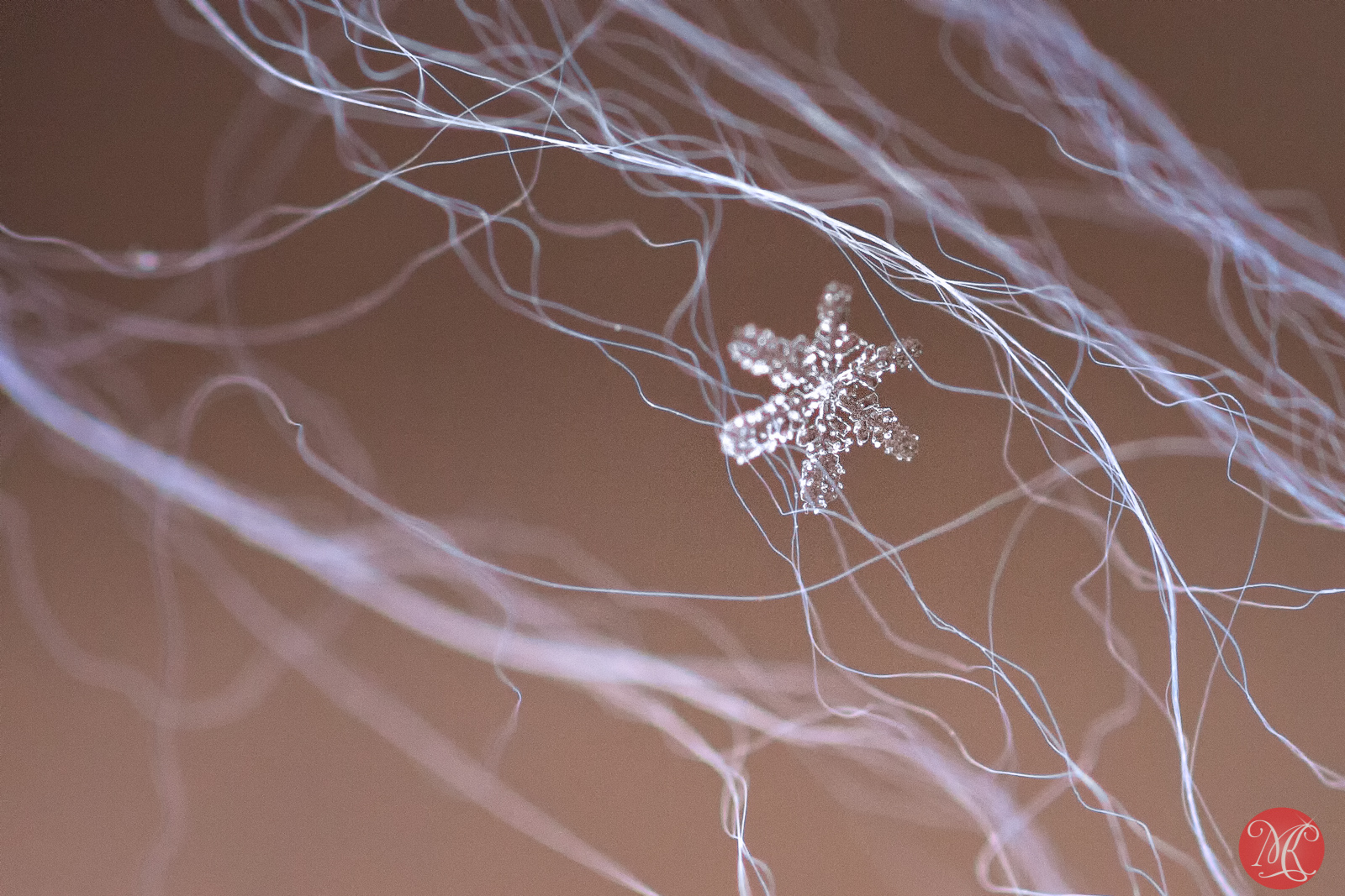Snow and ice - Macro Photography