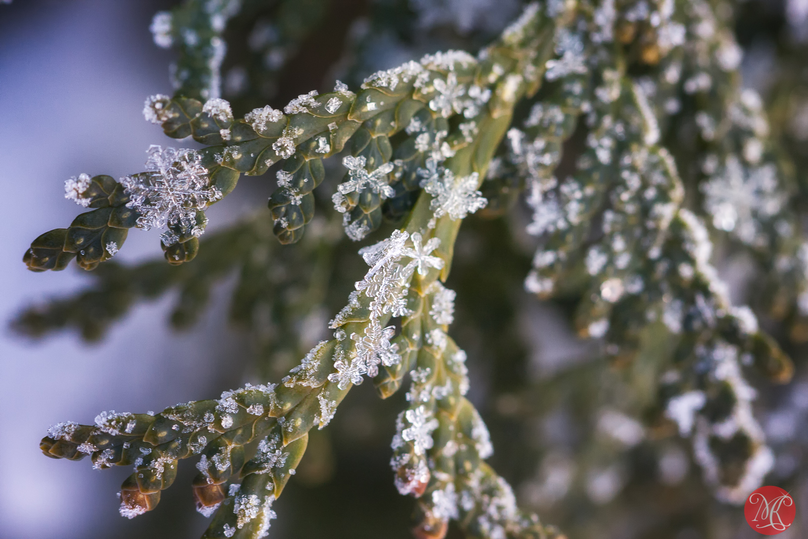 Snow and ice - Macro Photography