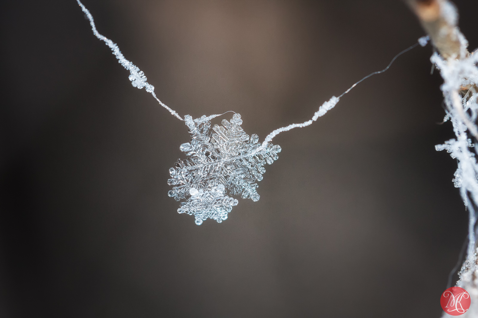 Snow and ice - Macro Photography