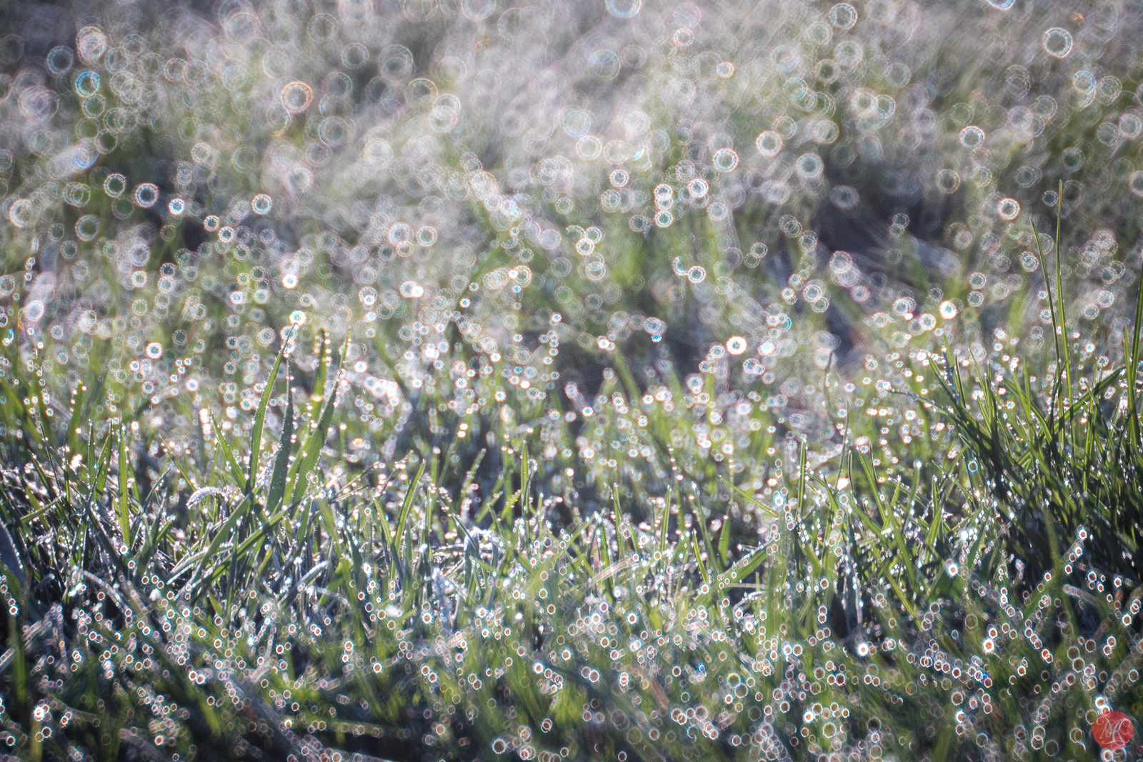 Morning lawn with Sigma 600mm f8 and interesting high lights.