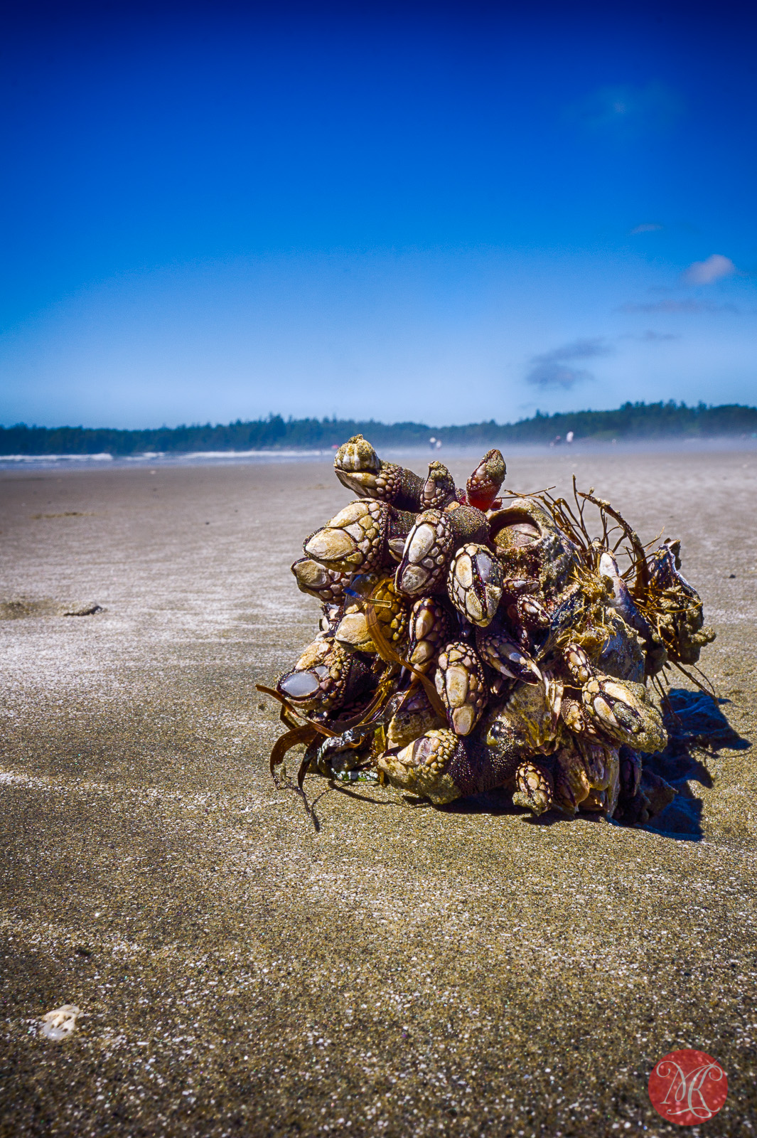 beach,bc,ocean,landscape photography 03